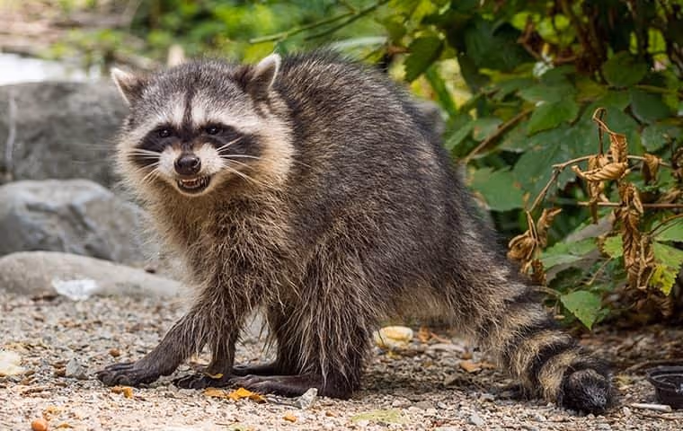 A raccoon standing on a gravel surface near green foliage with a partially open mouth showing its teeth.