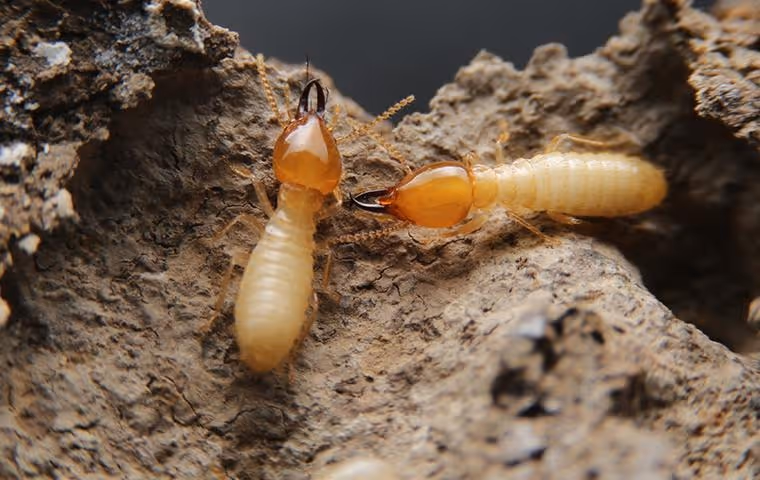 Close-up of two termites on a rough, earthy surface with dark brown heads and pale bodies.
