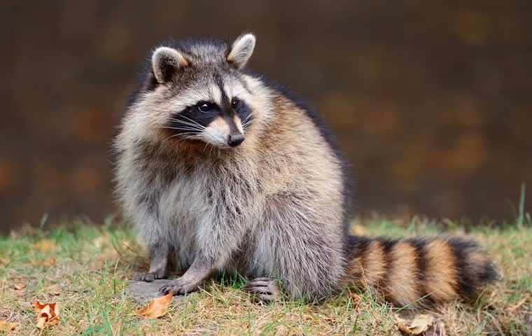Raccoon sitting on grass with a blurred brown background, showing its distinctive black facial mask and ringed tail.