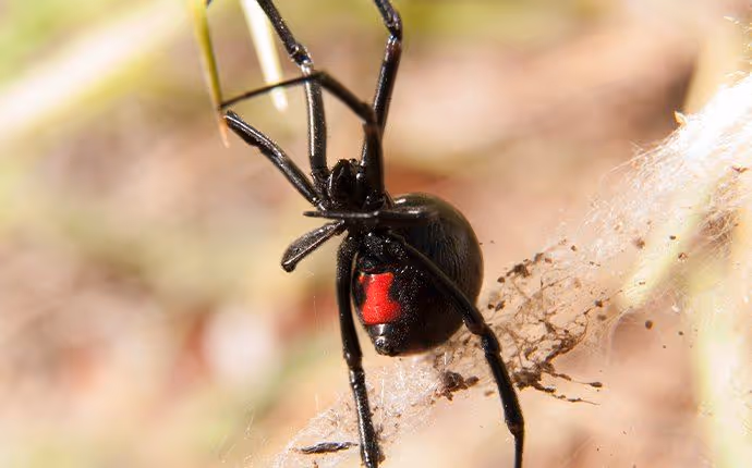 Close-up of a black widow spider with a red hourglass marking on its abdomen hanging on a web.
