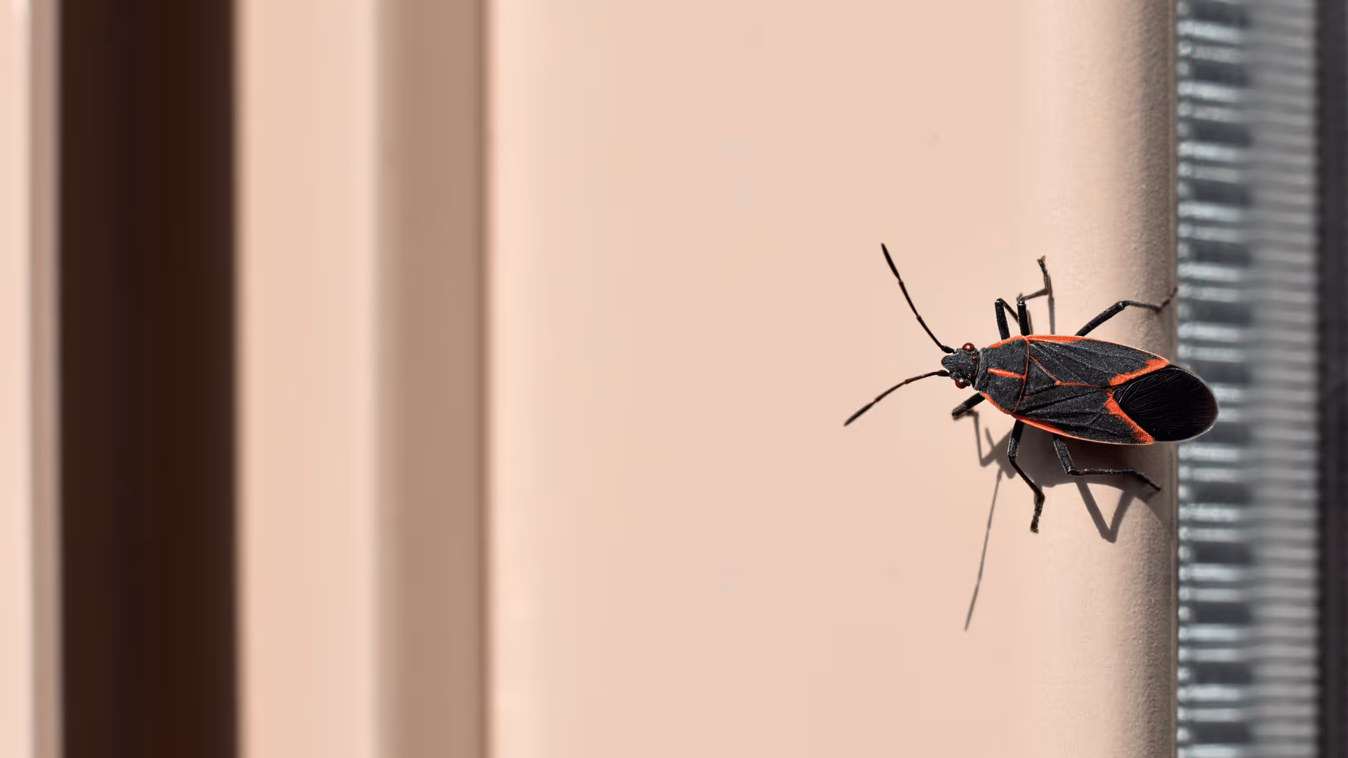 Close-up of a black and red boxelder bug on a beige vertical surface near a window.