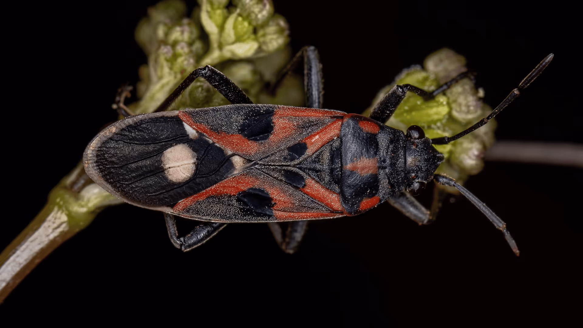 Close-up of a black and red seed bug with distinct wing patterns resting on a green plant bud against a black background.