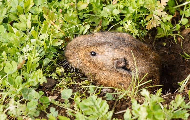 A brown gopher partially emerging from soil surrounded by green leafy plants.