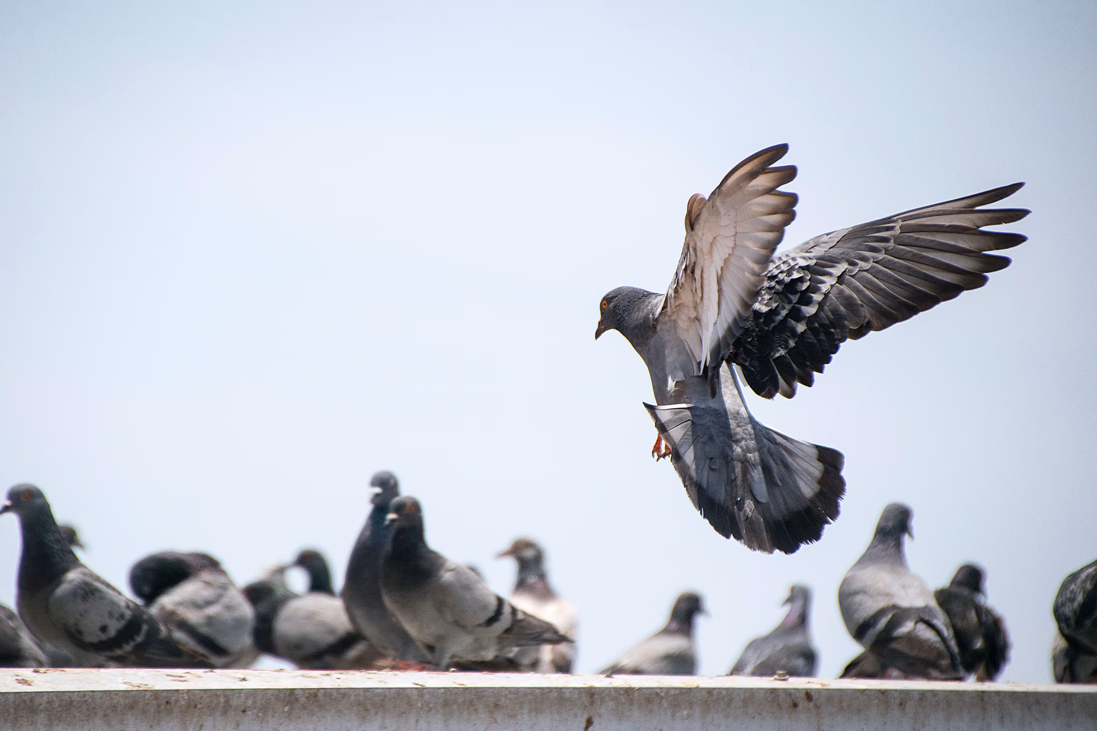 Pigeon landing with wings spread above a group of pigeons standing on a ledge.