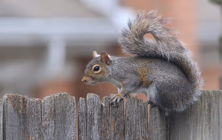 Gray squirrel perched on a weathered wooden fence with a curled bushy tail.