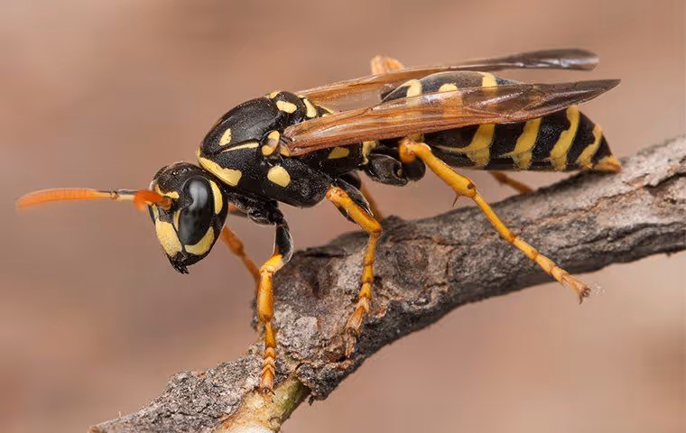Close-up of a black and yellow wasp perched on a textured tree branch against a blurred brown background.