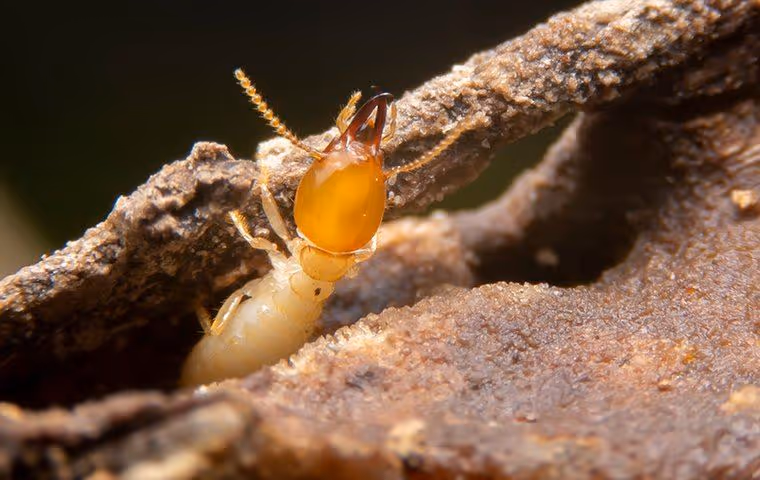 Close-up of a termite with a yellow-brown head emerging from a decayed wood surface.