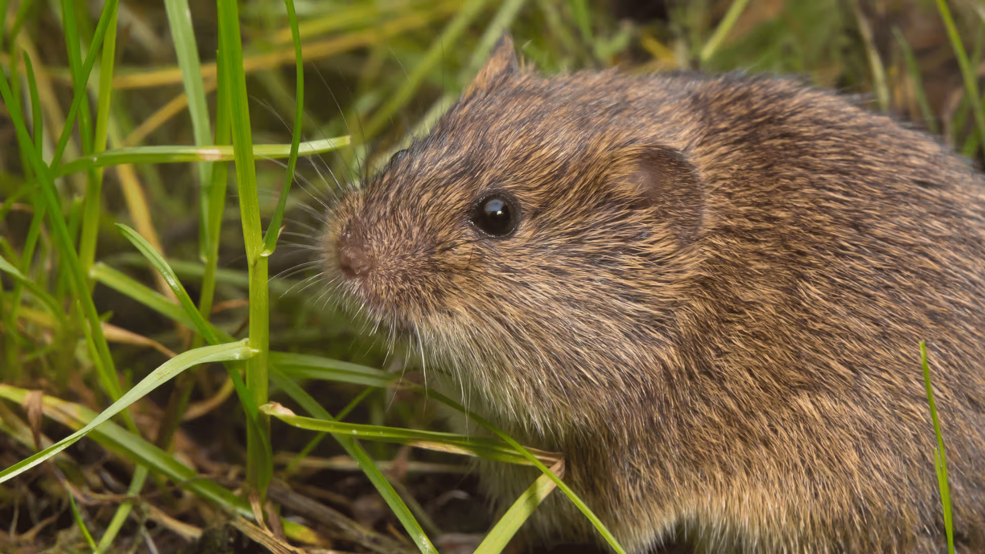 Close-up of a brown field vole among green grass.