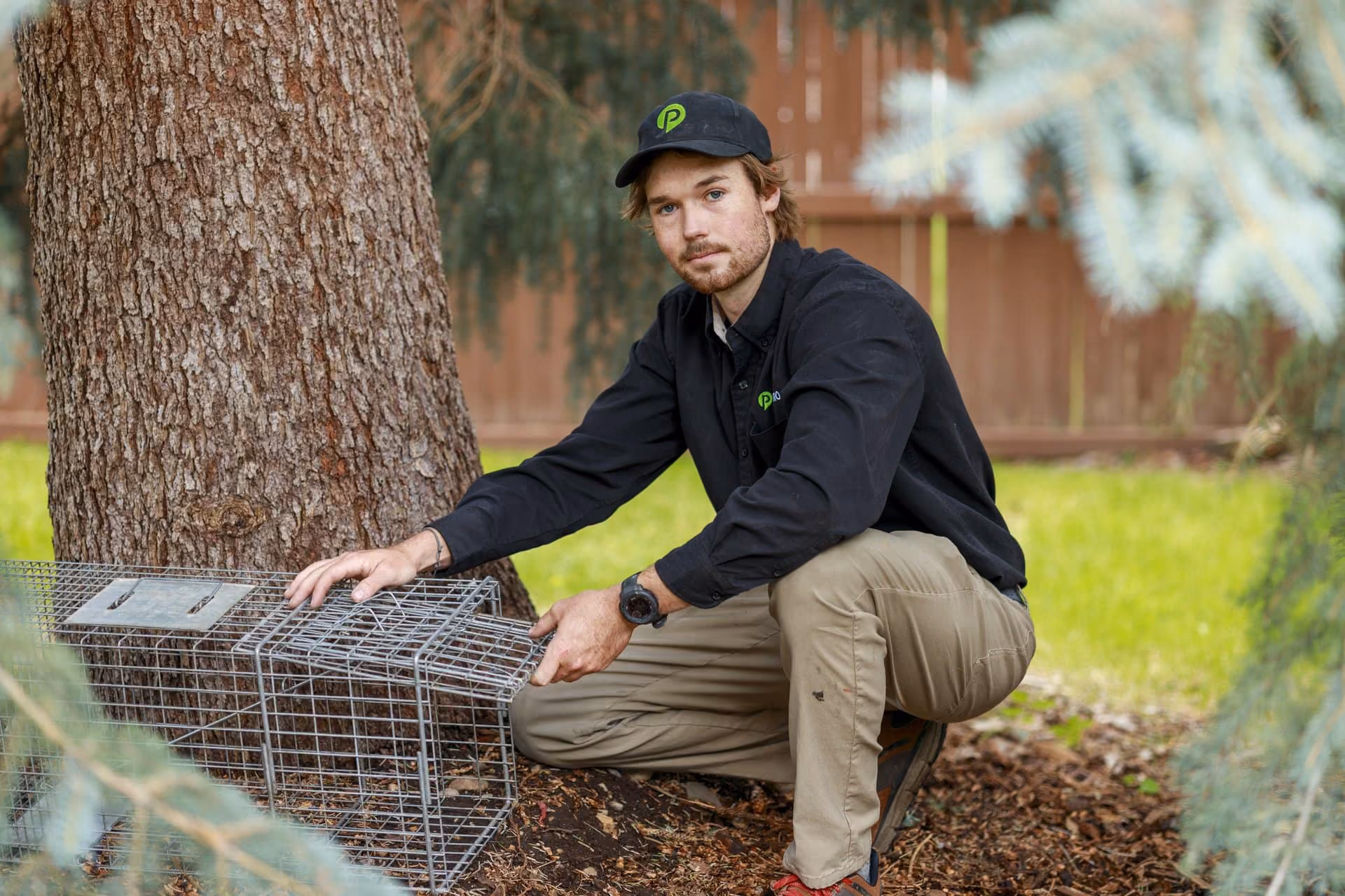 Pest Pro technician setting a live wildlife trap beside a tree in Utah