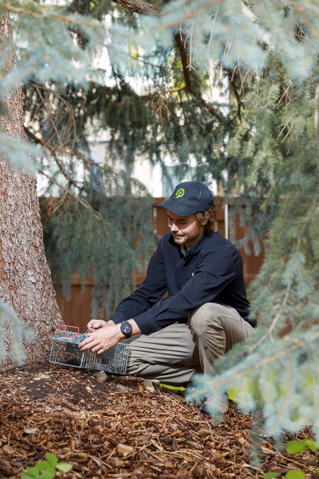 Pest Pro technician setting a squirrel trap near a tree in Utah