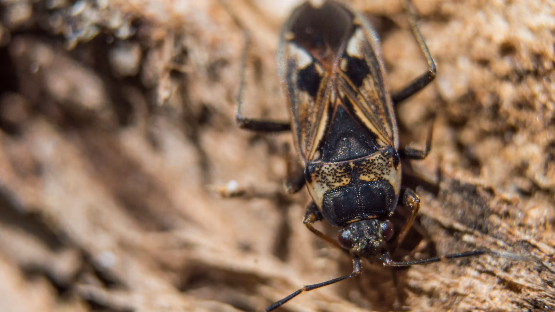 elm seed bug in utah