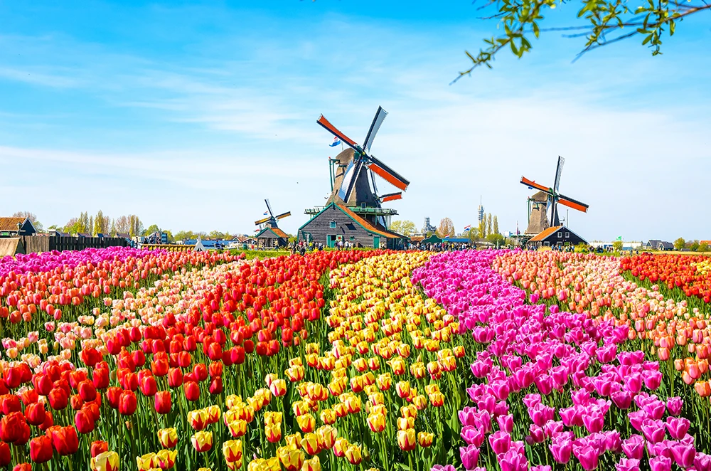 Colorful tulip field with rows of red, yellow, pink, and orange flowers in front of traditional Dutch windmills under a bright blue sky.