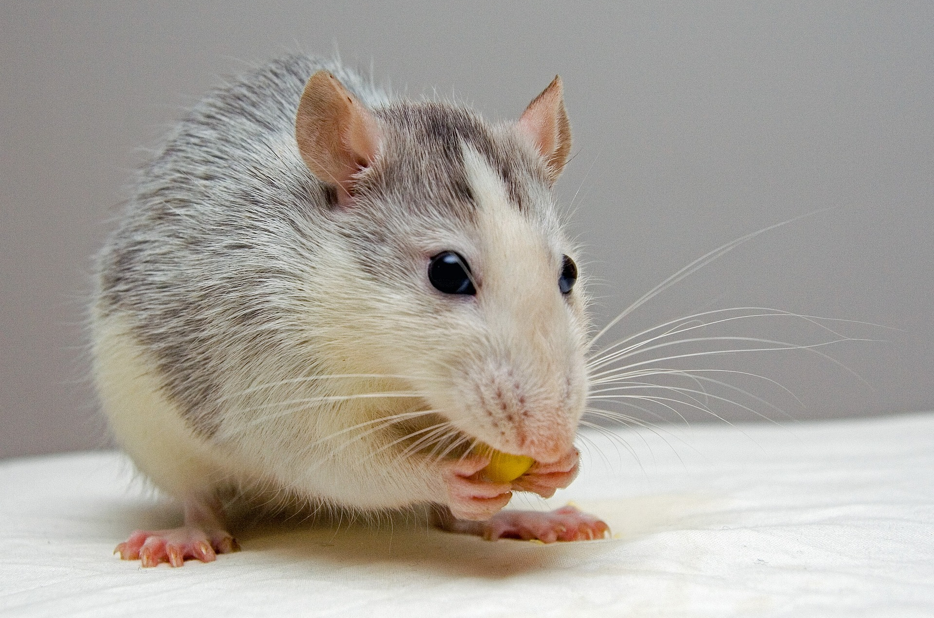 De la psychologie des rats pour l'investissement