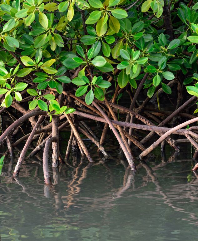 Mangrove tree with green leaves and exposed roots reflected in calm water.