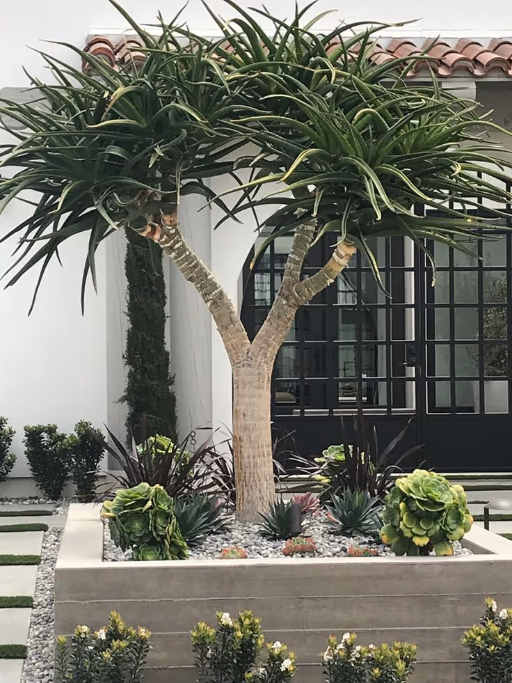Spanish-style home front yard with large concrete raised planter featuring a dramatic dragon tree, agave, succulents, and ornamental grasses on white pea gravel.