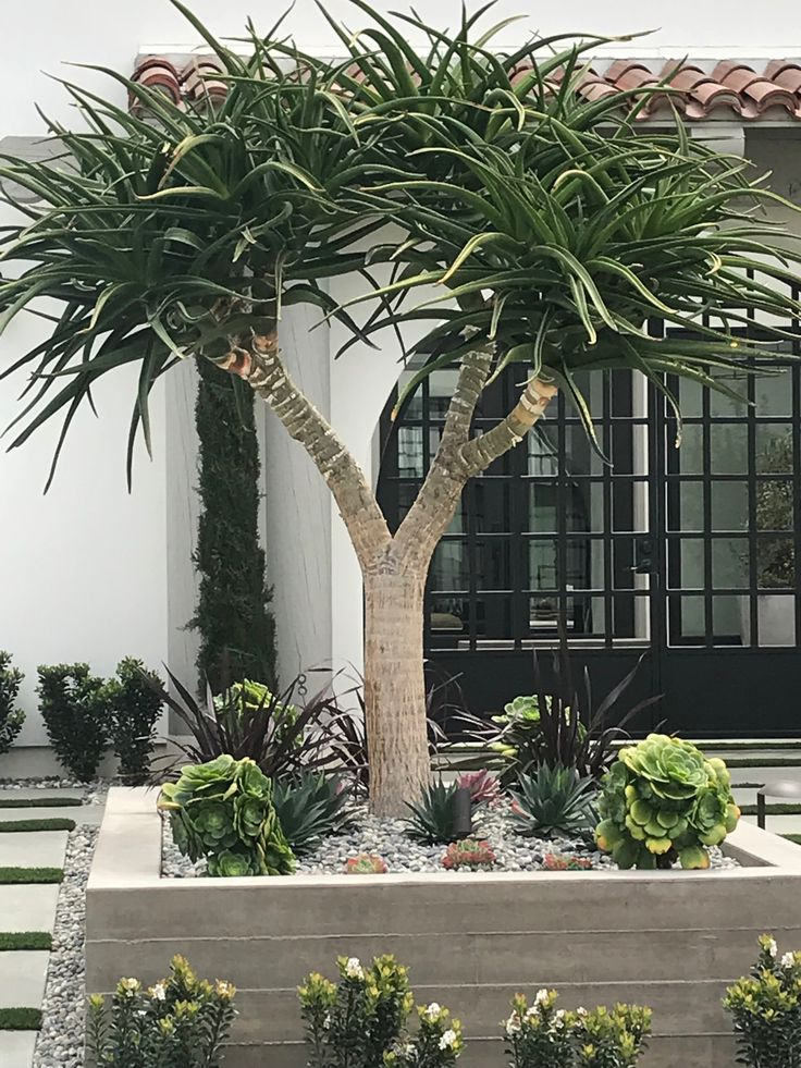 Spanish-style home front yard with large concrete raised planter featuring a dramatic dragon tree, agave, succulents, and ornamental grasses on white pea gravel.