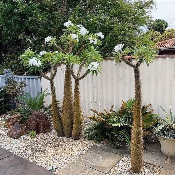 Backyard corner garden with three tall pachypodium (Madagascar palm) trees in bloom with white flowers, surrounded by white pea gravel, agave, cycad, and low succulents next to a wood fence.