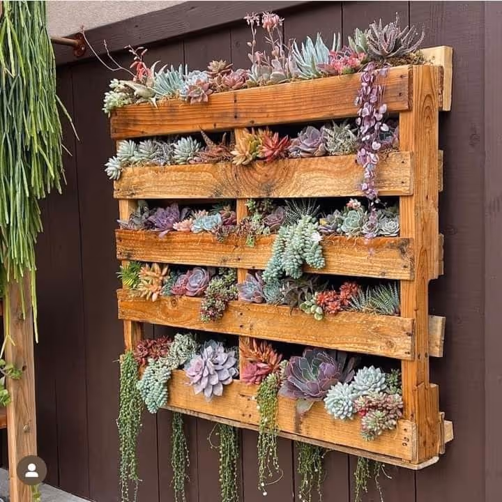 Vertical pallet garden mounted on a dark wood fence wall, densely planted with colorful succulent varieties in pink, purple, green, and red tones, with trailing stems cascading from lower rows.