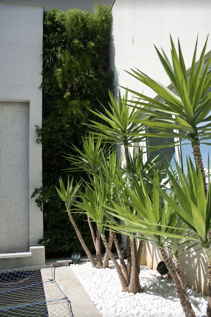 A modern outdoor space beside a white stucco building with multiple multi-trunk yucca trees in white pebble ground cover and a lush vertical living wall of mixed ferns and foliage on the building facade.