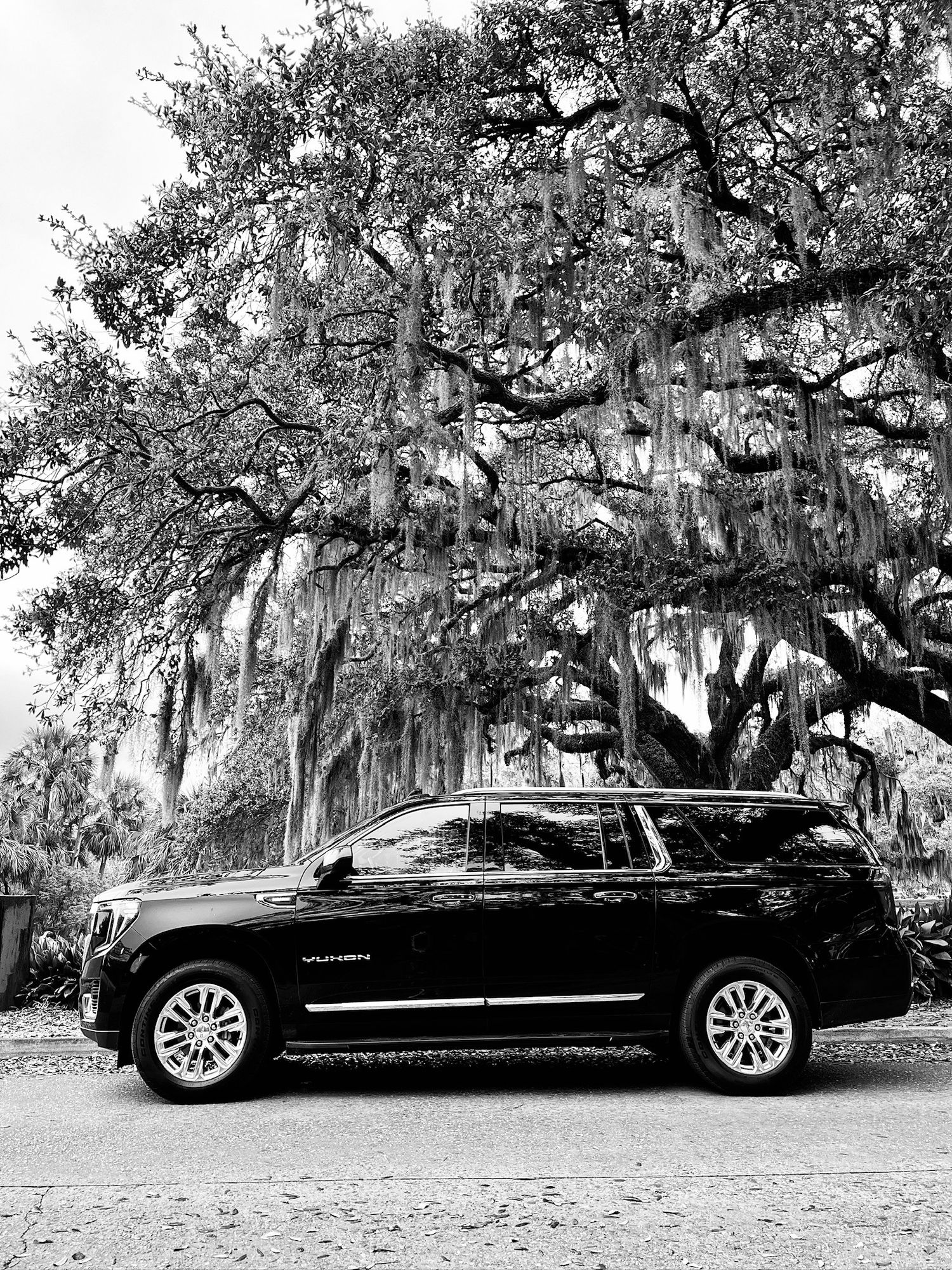 Black and white photo of a black SUV under oaks in City Park