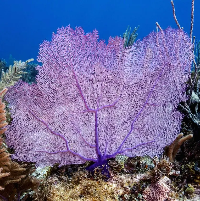 Large purple sea fan coral among other coral and marine life on ocean floor with blue water background.