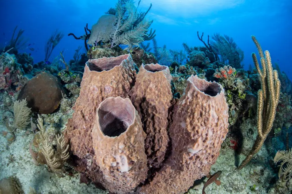 Close-up of large brown tube sponges surrounded by soft coral and sea plants on a vibrant reef under clear blue water.