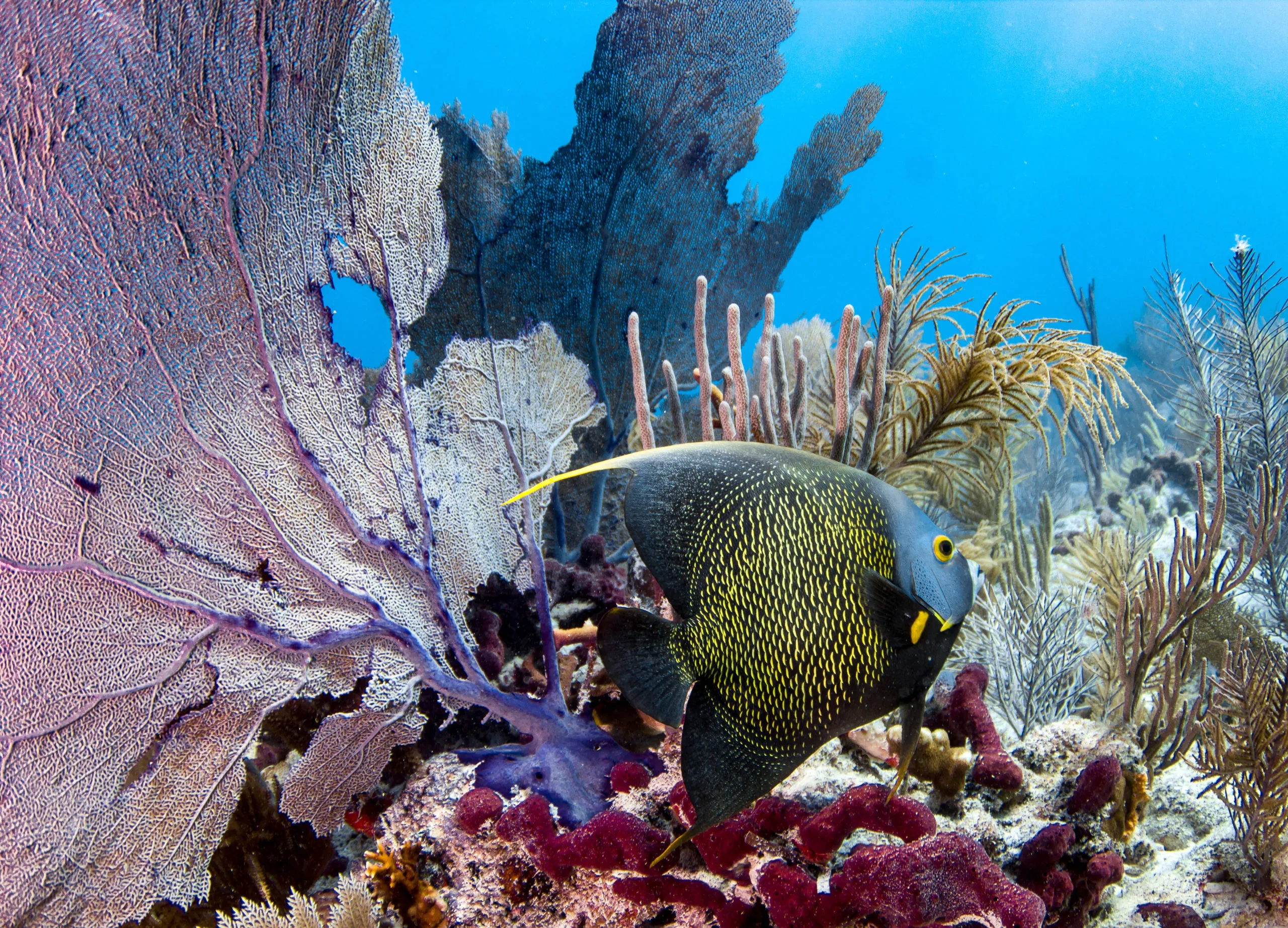 Yellow and black angelfish swimming near purple and red coral in clear blue ocean water.