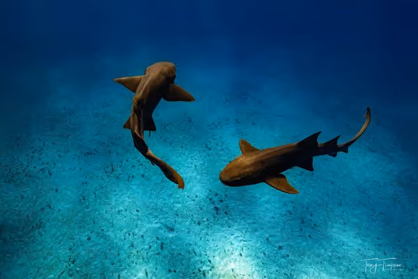 Two sharks swimming over a clear, blue ocean floor underwater.