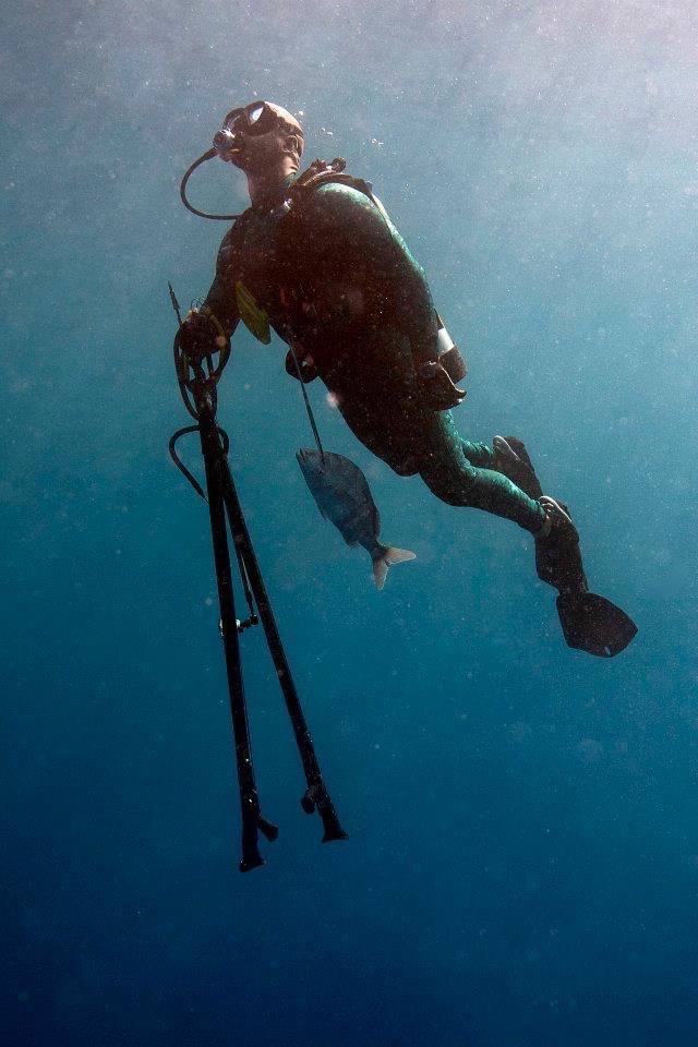Scuba diver underwater holding spearguns with a caught fish hanging from equipment.