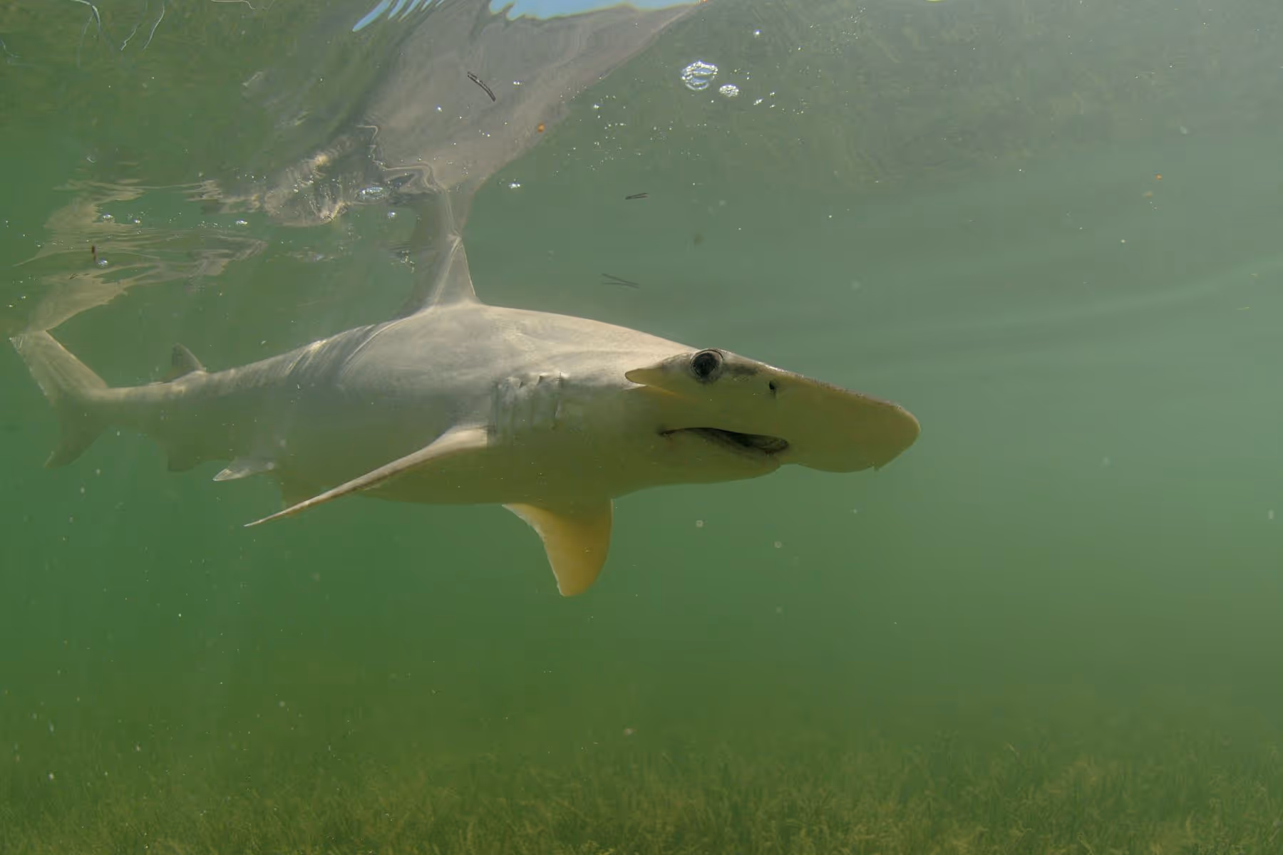 Bonnethead shark swimming in greenish water above sea grass.