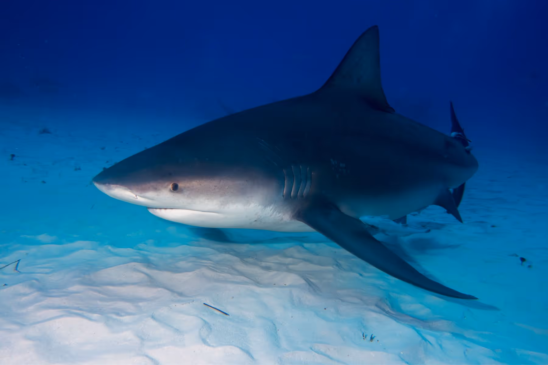 Bull shark swimming close to the sandy ocean floor in clear blue water.