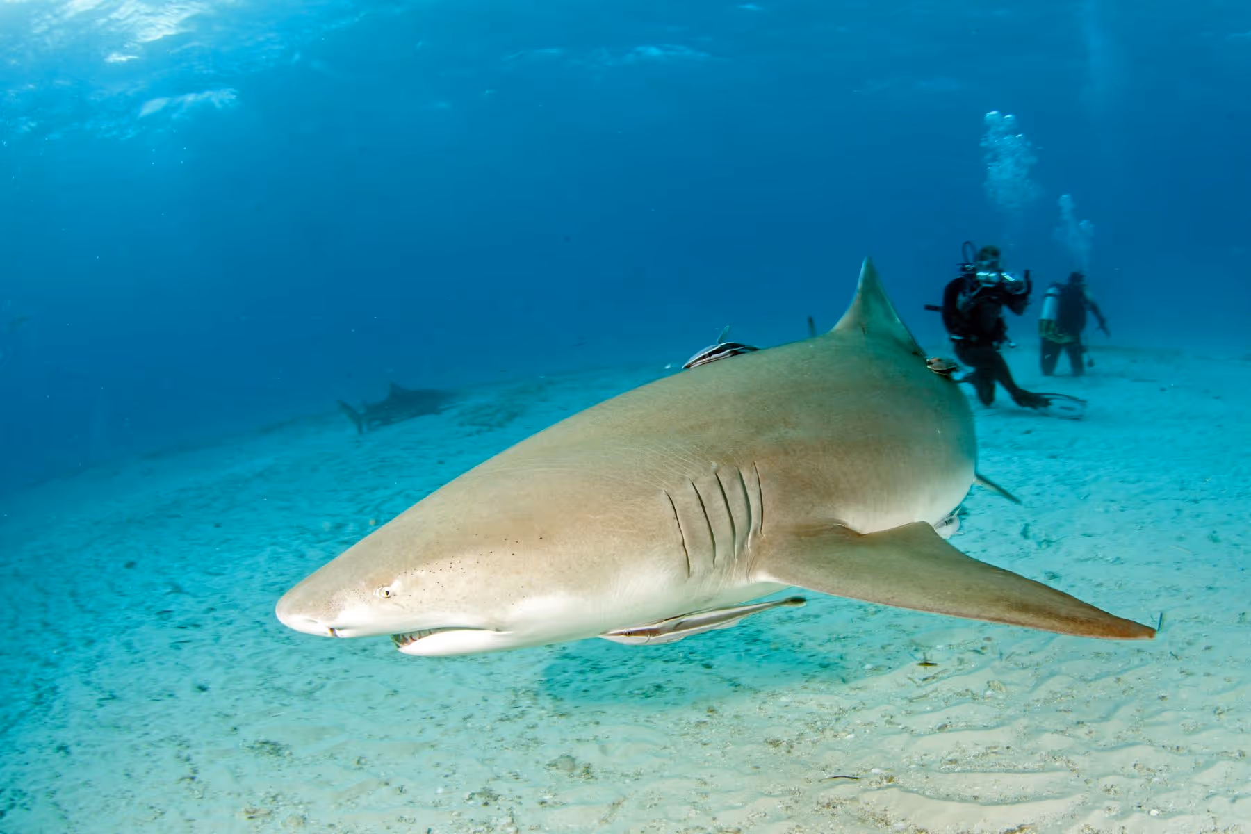 Lemon shark swimming close to the sandy ocean floor with two scuba divers in the background.