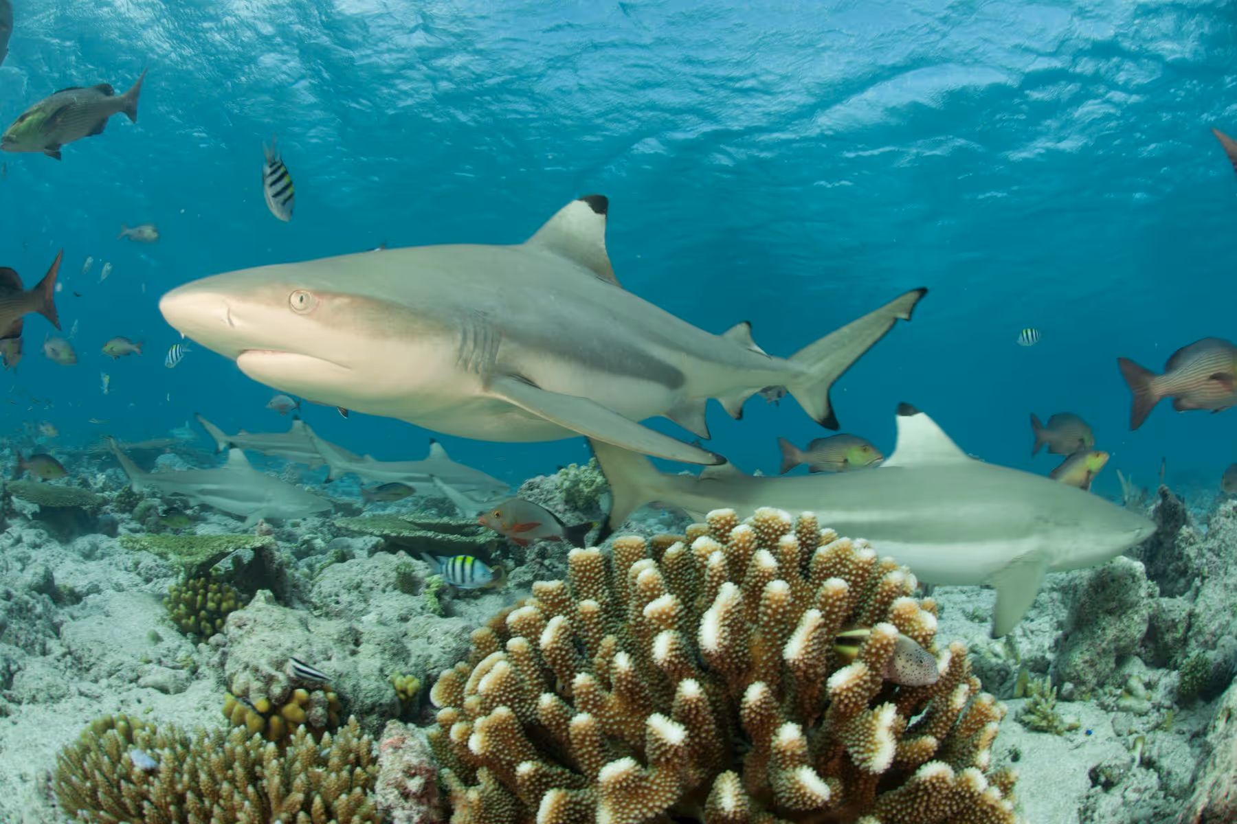 Blacktip reef sharks swimming above coral reef with various tropical fish in clear blue water.