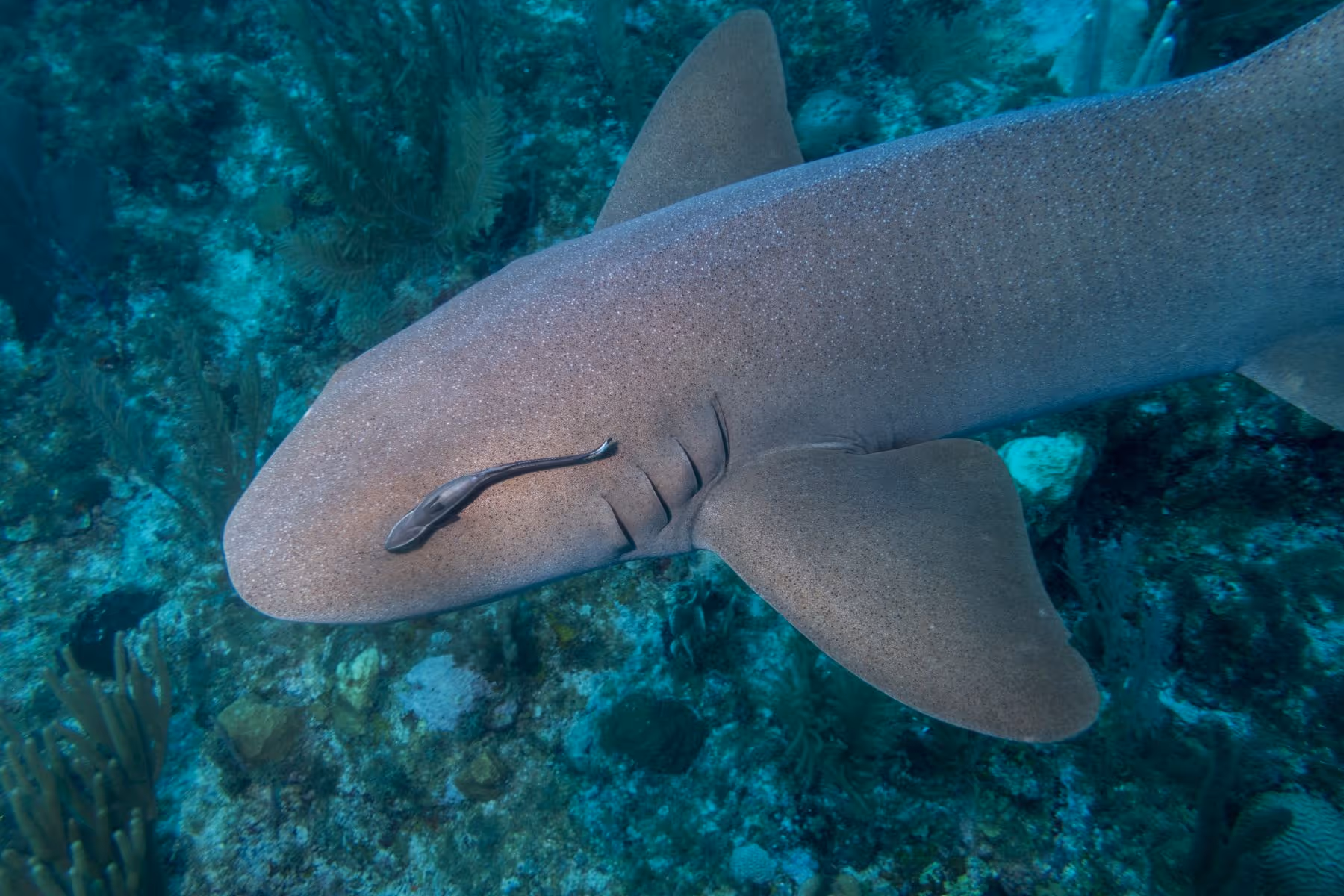 Close-up of a nurse shark swimming near the ocean floor with a remora fish attached to its head.