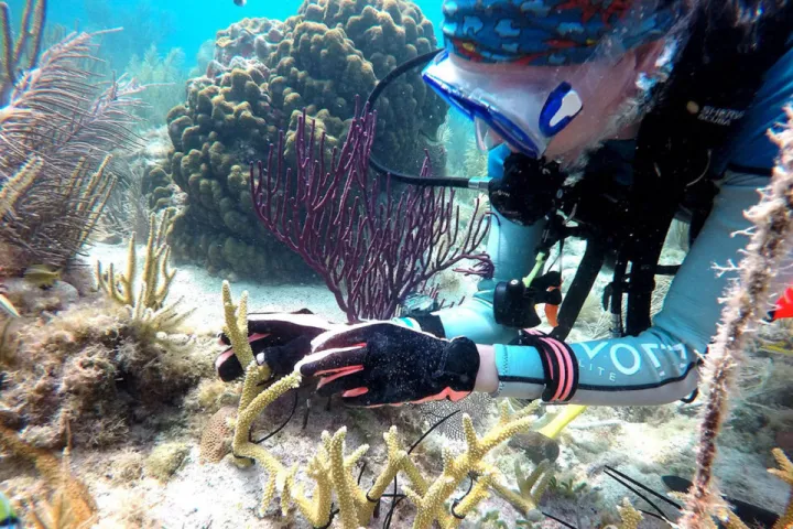 Scuba diver examining and handling coral underwater surrounded by various coral formations.