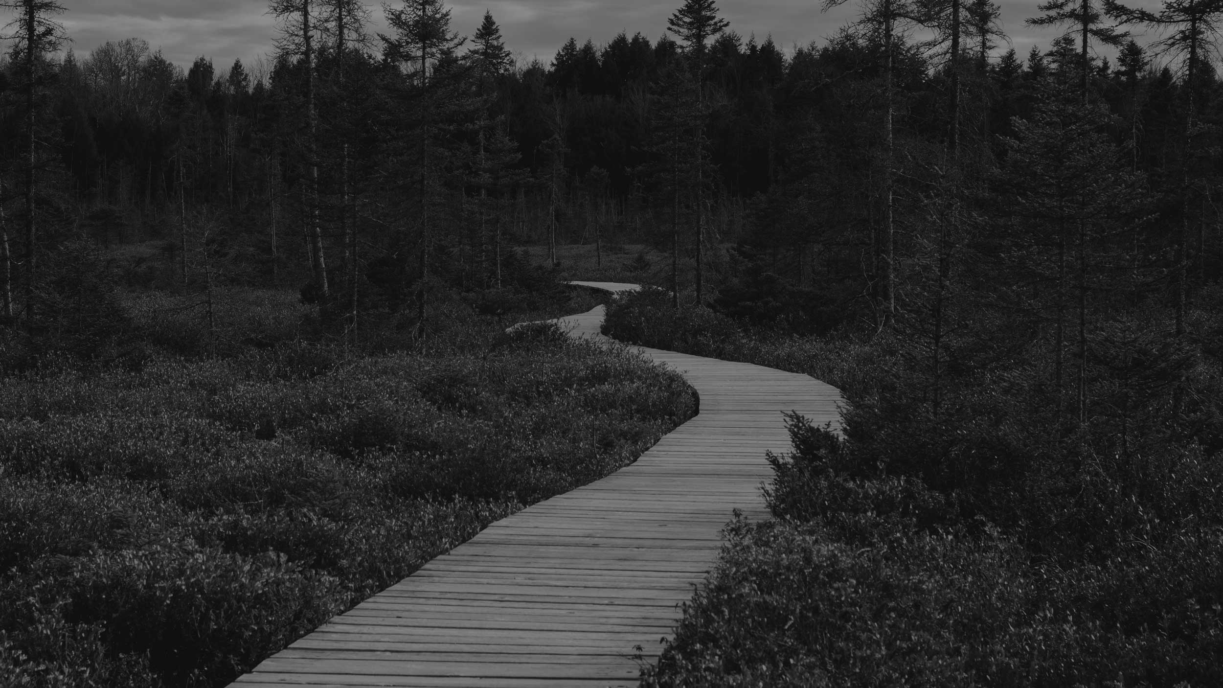 wooden path in nature