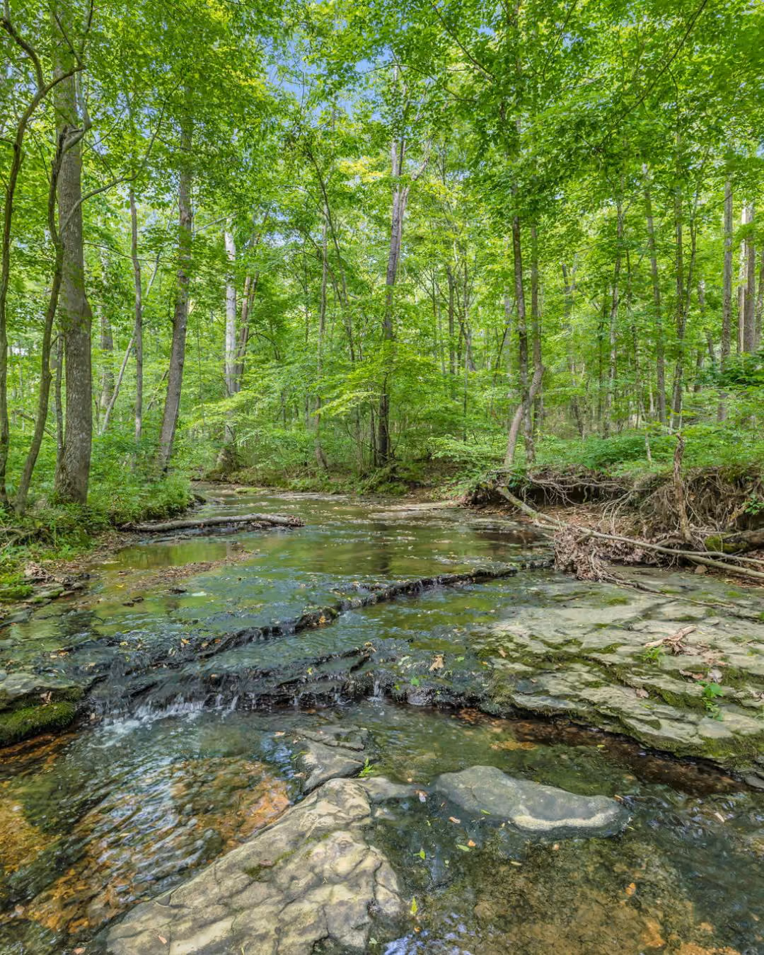 A clear shallow stream flowing over rocks through a dense green forest under a blue sky.