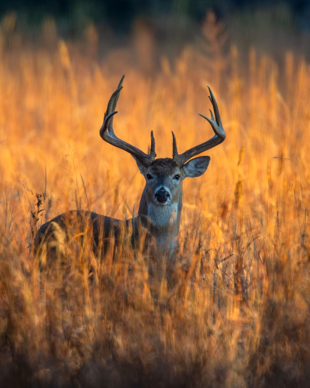 A buck with large antlers standing in tall golden grass during sunset or sunrise.