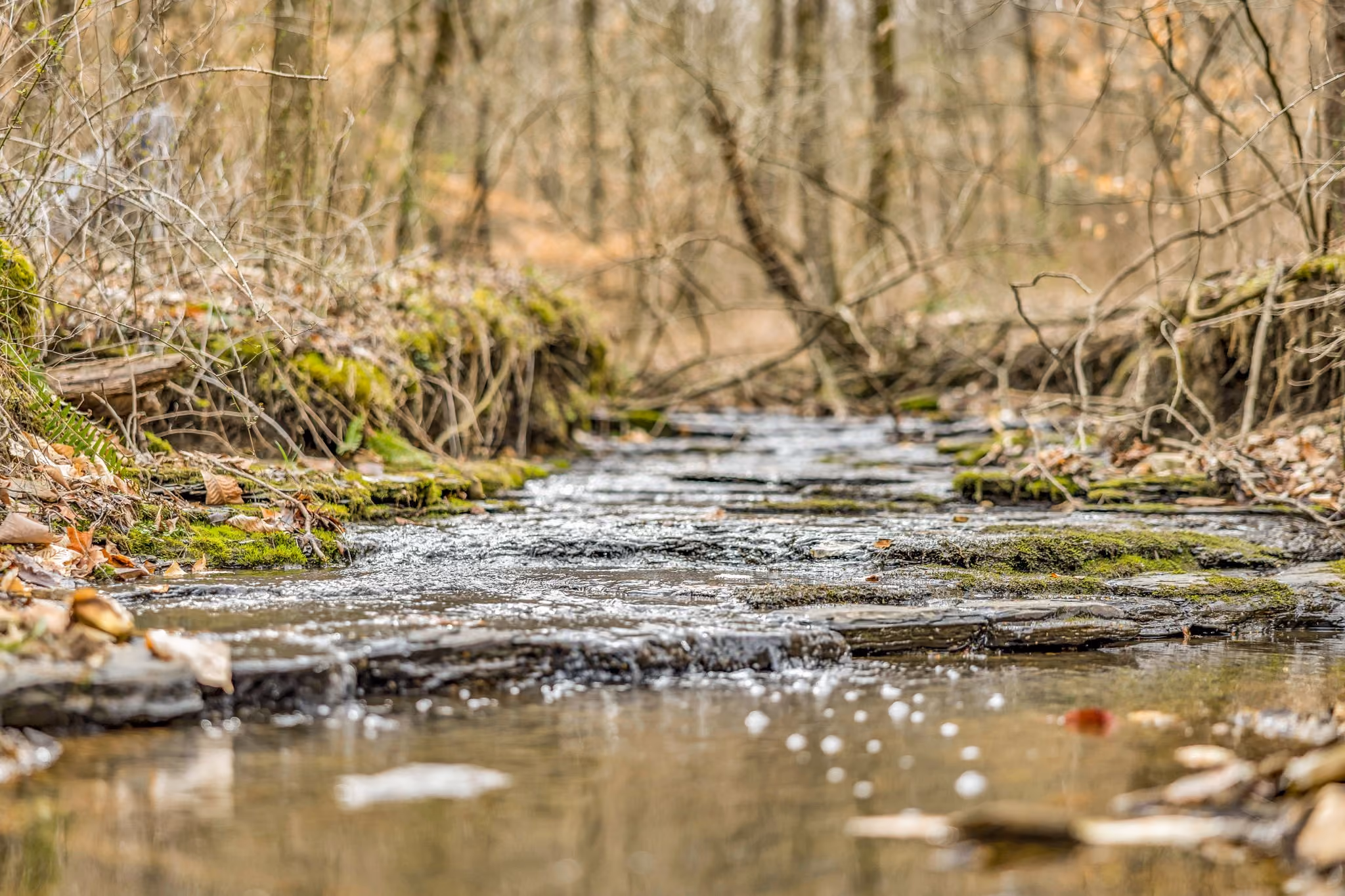 Close-up of a shallow stream flowing over layered rocks surrounded by leafless trees and moss.