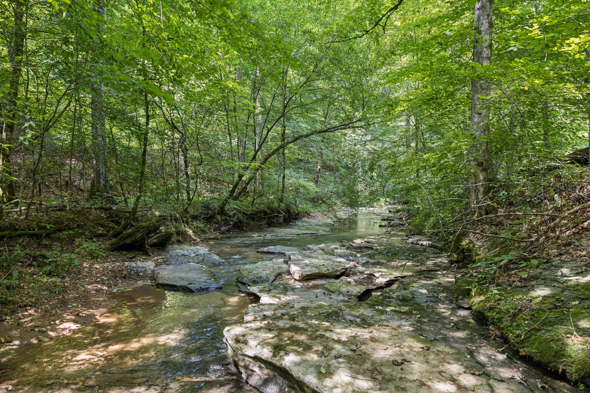 A shallow forest stream flowing over rocks surrounded by lush green trees and foliage.