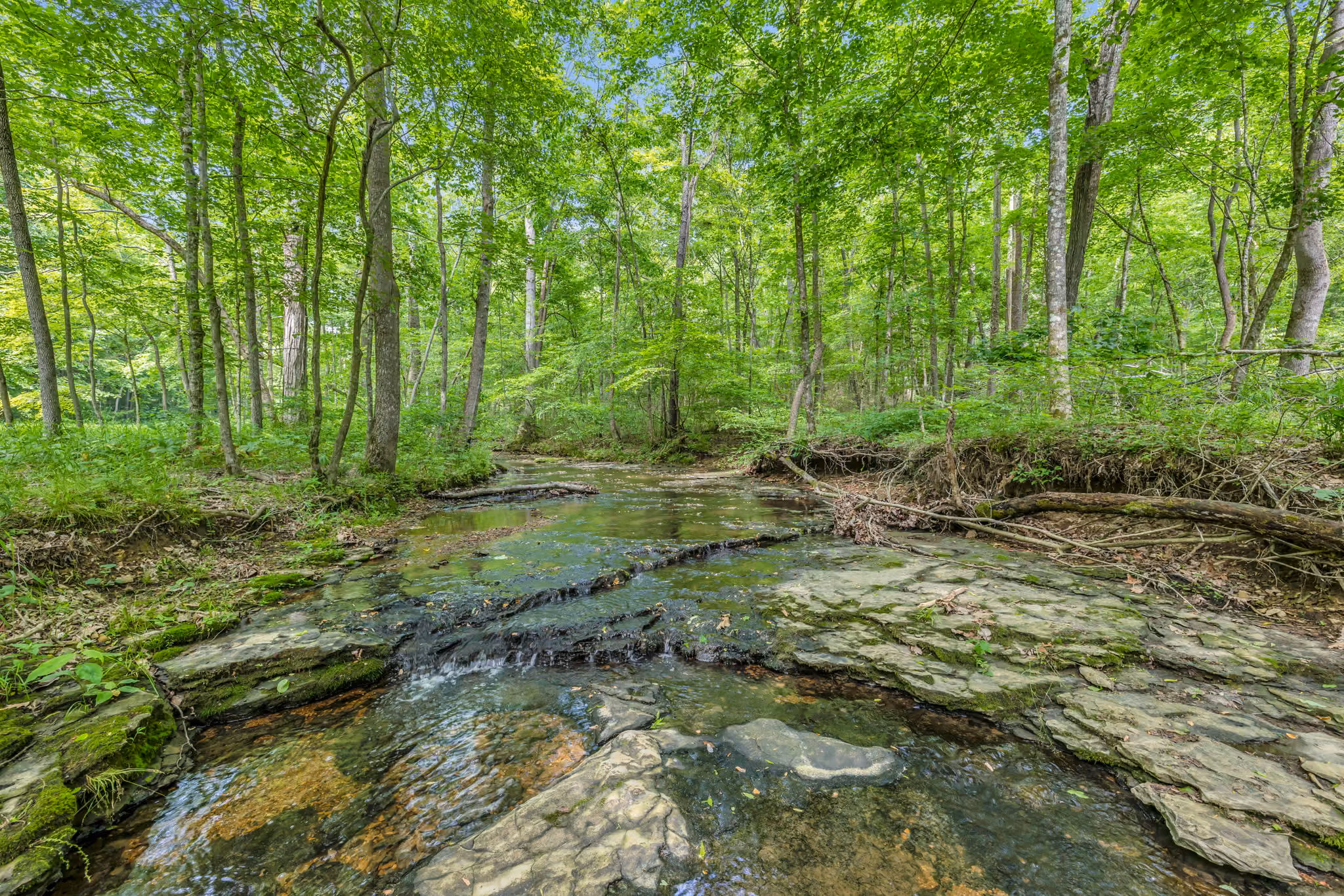 Clear shallow creek with rocky bed flowing through dense green forest under a blue sky.