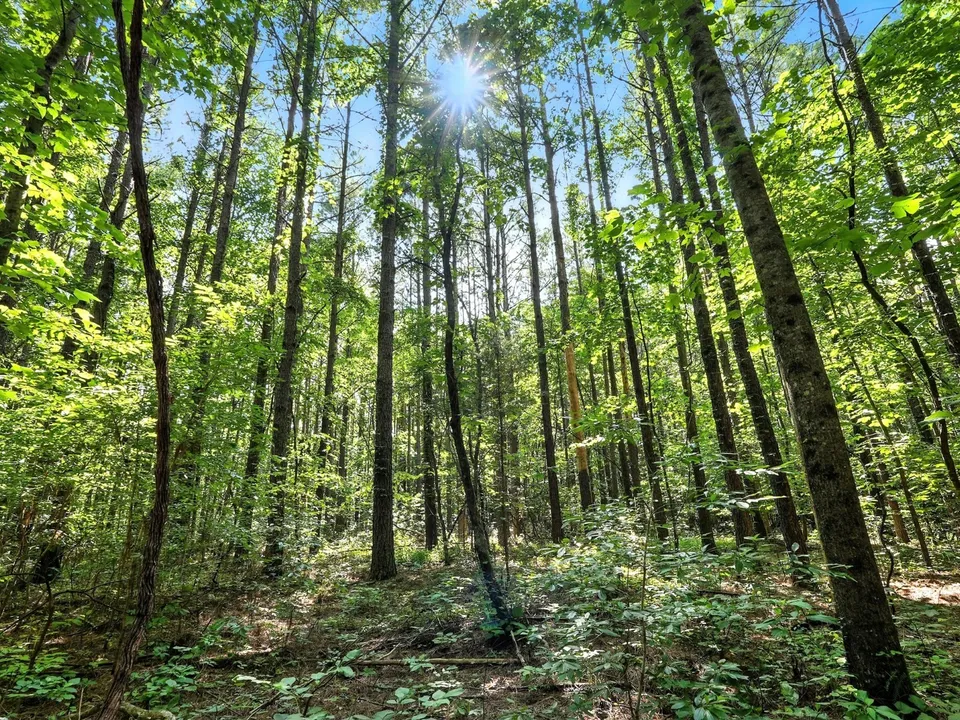 Sunlight shining through tall trees in a dense green forest with leafy undergrowth.