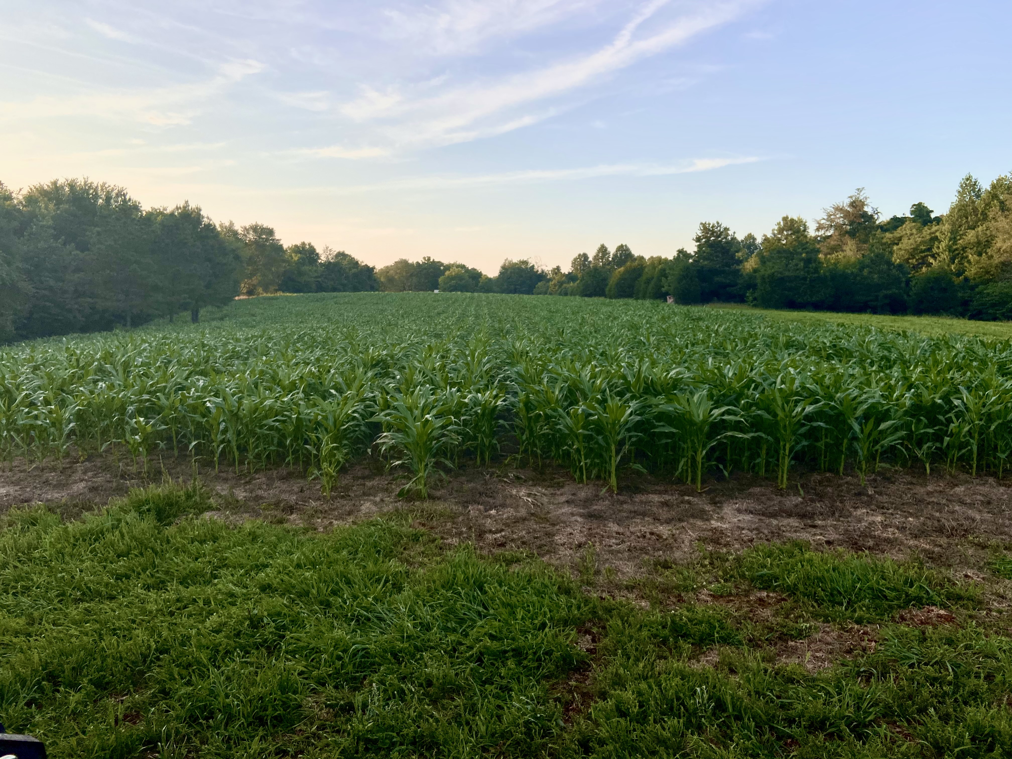 Green cornfield bordered by grass and trees under a partly cloudy blue sky at sunset.