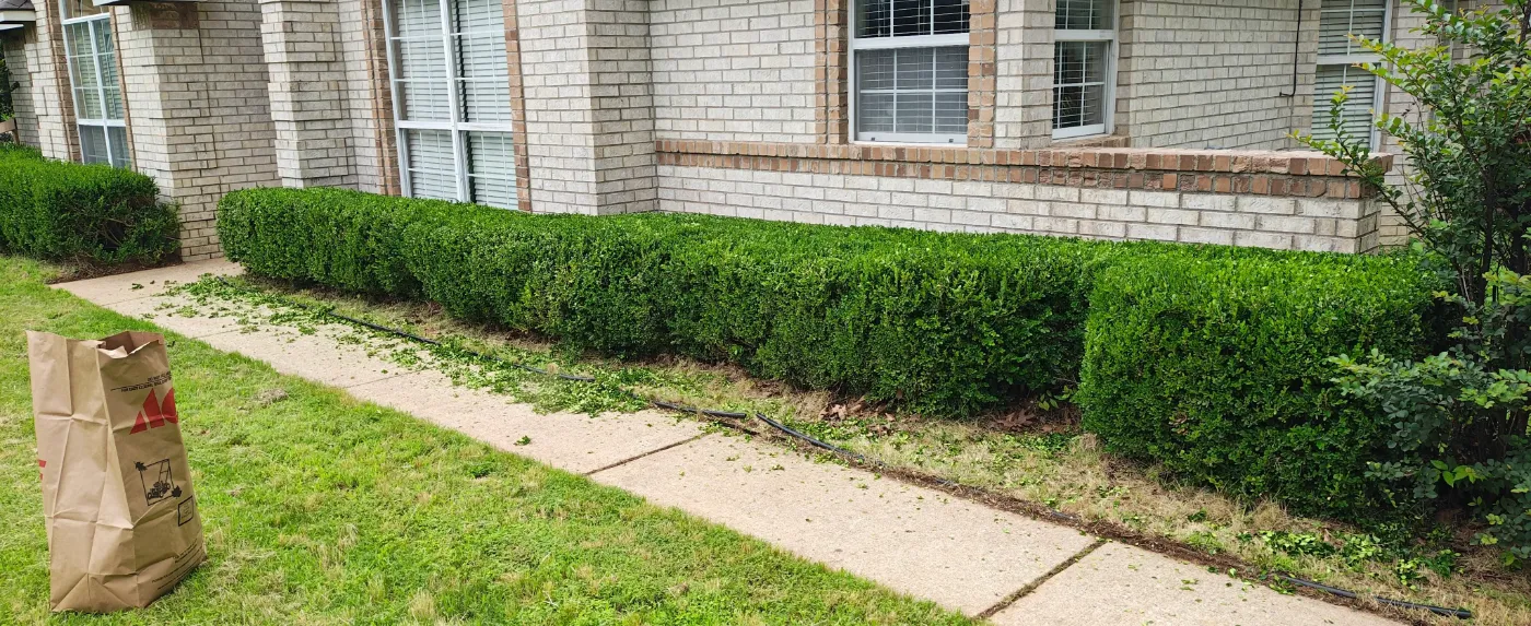 Trimmed hedge row along a sidewalk with clippings being bagged