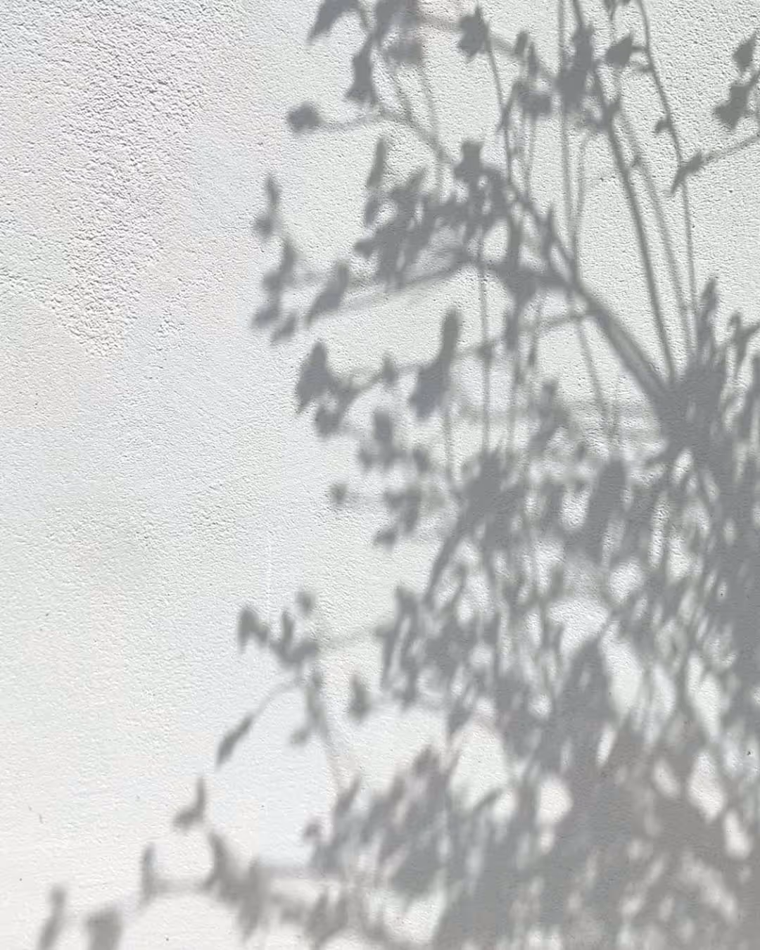 Stín větví a listů stromu na bílé texturované zdi.