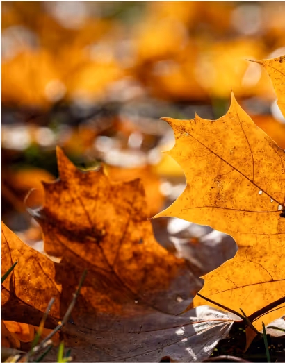 Footer Image