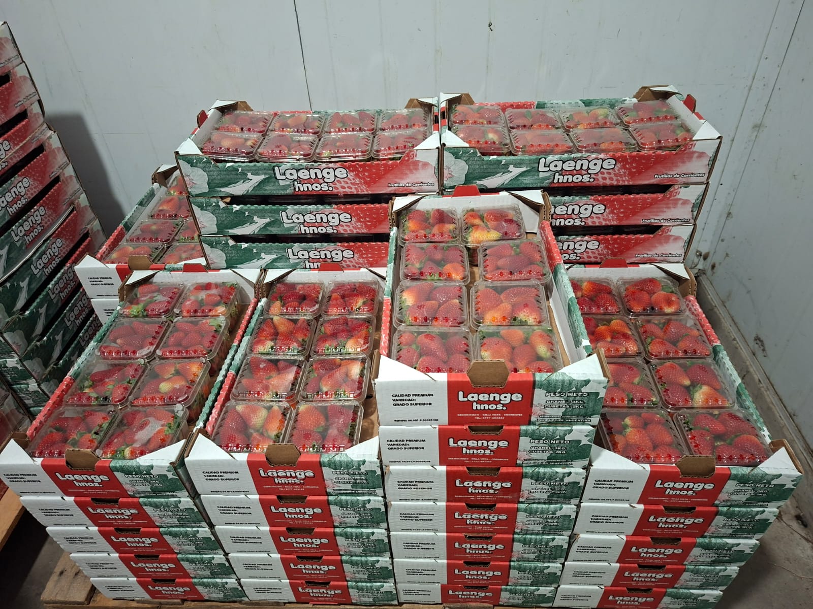 Frutilla