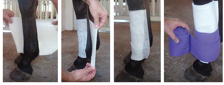 Veterinarian Developed