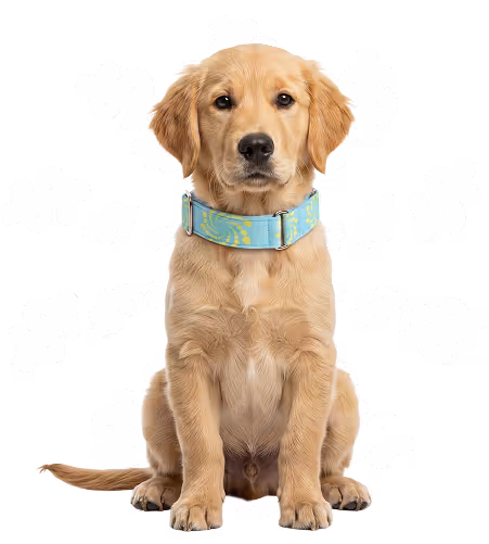 Illustration of veterinary expenses with a dog and dollar icons.