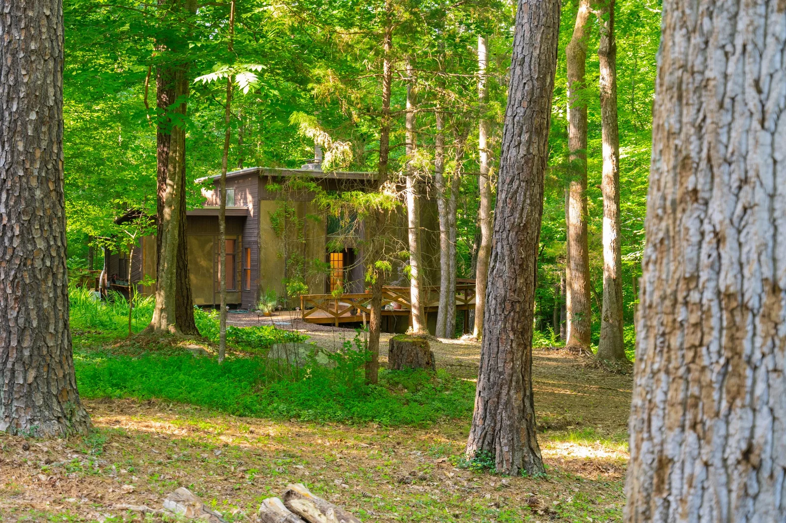 Forest cabin nestled among trees